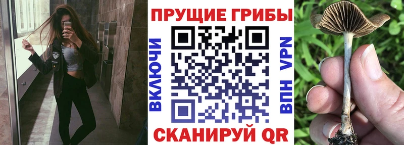 Псилоцибиновые грибы GOLDEN TEACHER  Коммунар 